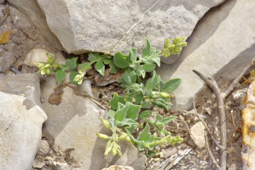 Eggleaf Milkwort (Hebecarpa ovatifolia)