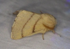 Malacosoma constricta