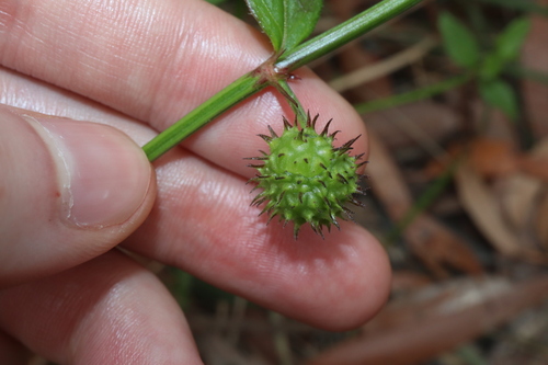Image of Opercularia aspera by (c) Thomas Mesaglio, some rights reserved (CC BY)