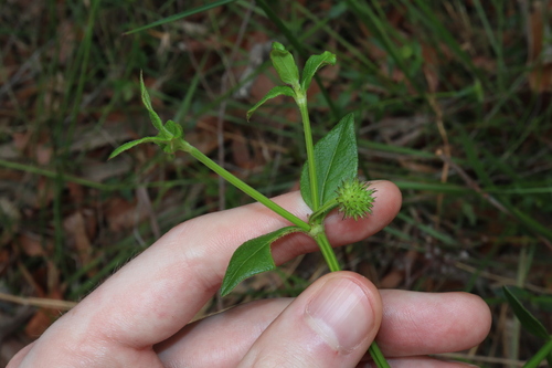 Image of Opercularia aspera by (c) Thomas Mesaglio, some rights reserved (CC BY)