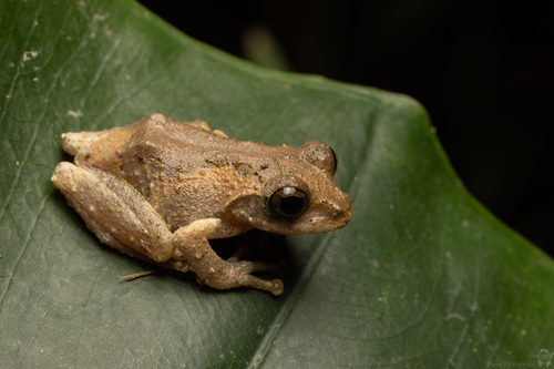 Temple Tree Frog, photo 7 of 8