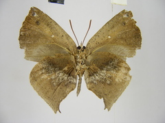 Aslauga michelae