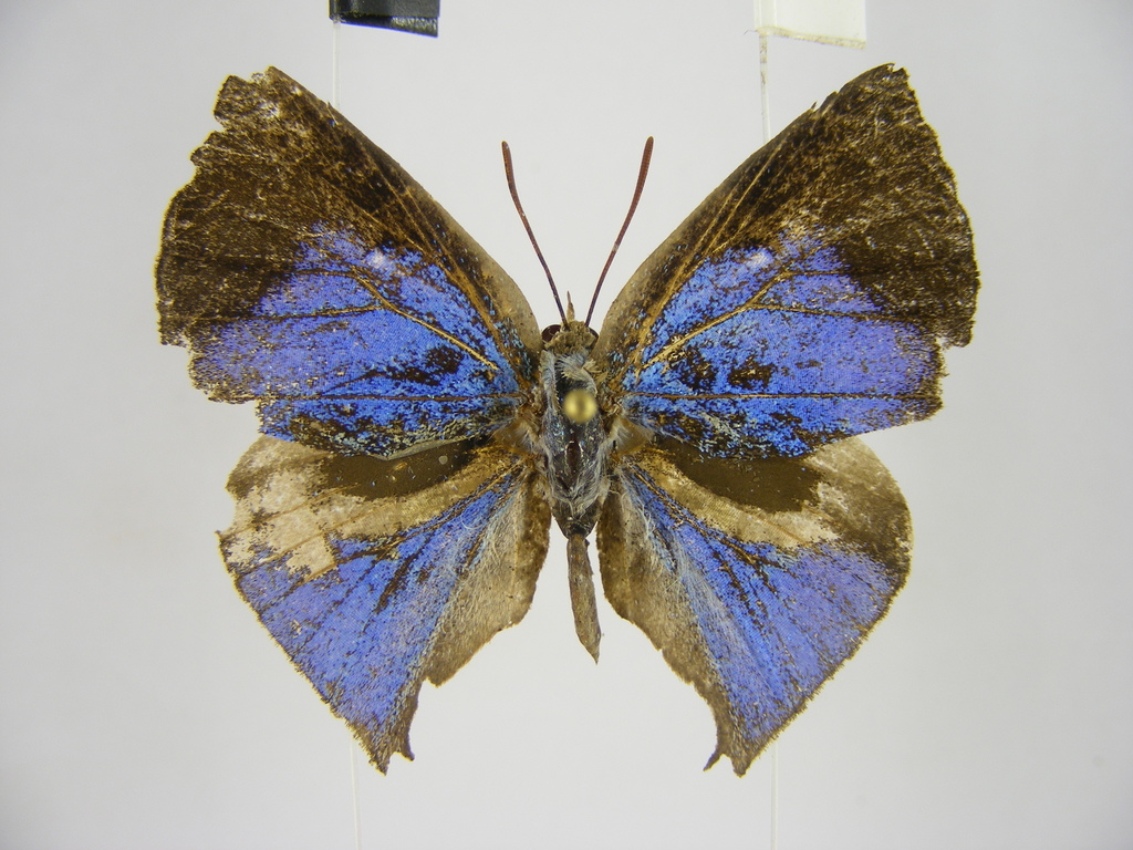 Liphyrinae