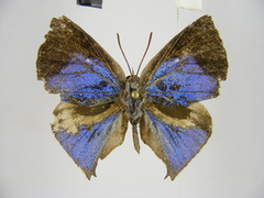 Aslauga michelae