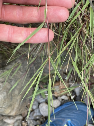 Agrostis stolonifera