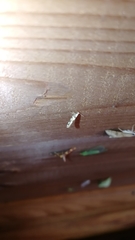 Argyresthia brockeella