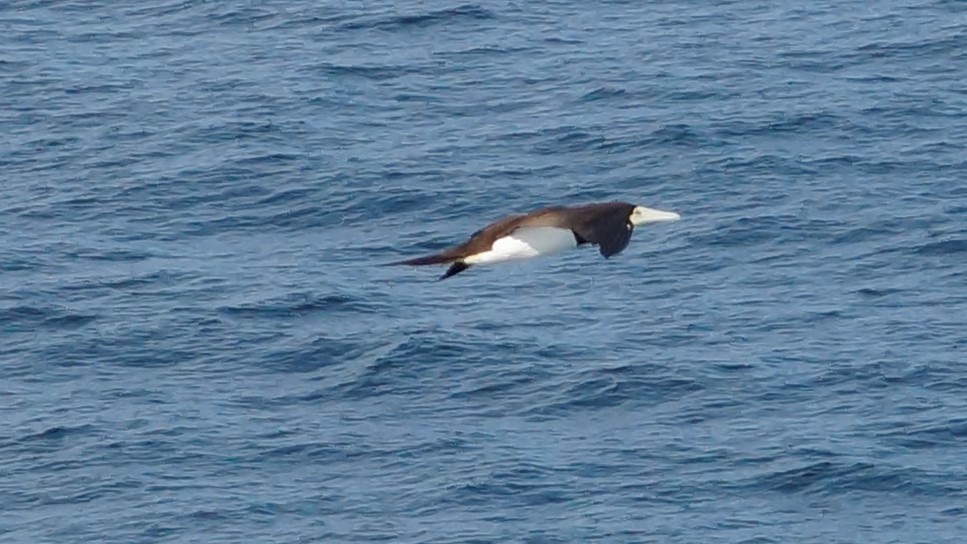 Brown Booby