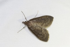 Saucrobotys futilalis