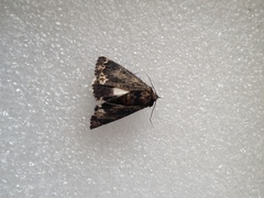 Catephia alchymista