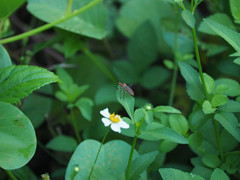 Dasynus coccocinctus