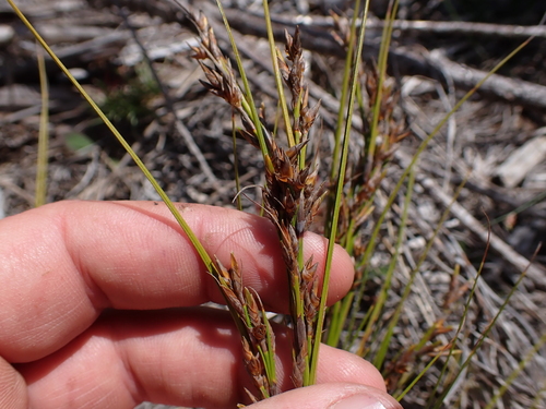 Weeny Tetrar (Tetraria microstachys)