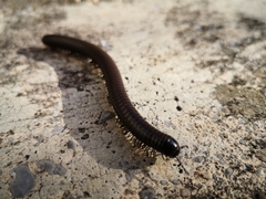 Acanthoiulus fuscipes