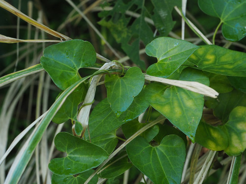 Aristolochia zollingeriana iNat (1)