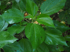 Pipturus arborescens