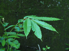 Pometia pinnata