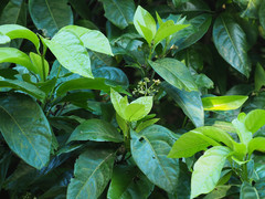 Psychotria manillensis