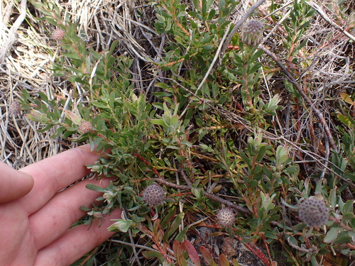 Image of Leucospermum heterophyllum by (c) Eugene Hahndiek, some rights reserved (CC BY-SA)
