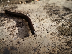 Acanthoiulus fuscipes