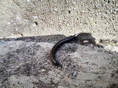 Acanthoiulus fuscipes