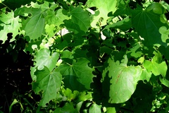 Cercis canadensis texensis