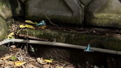 Graphium sarpedon connectens