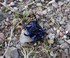 Anoplotrupes stercorosus