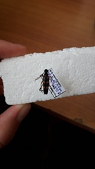Strangalia attenuata