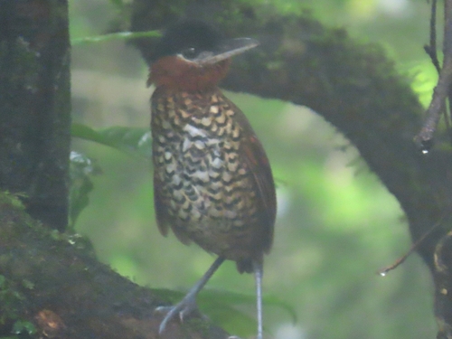 Black-crowned Antpitta (Pittasoma michleri), photo 3