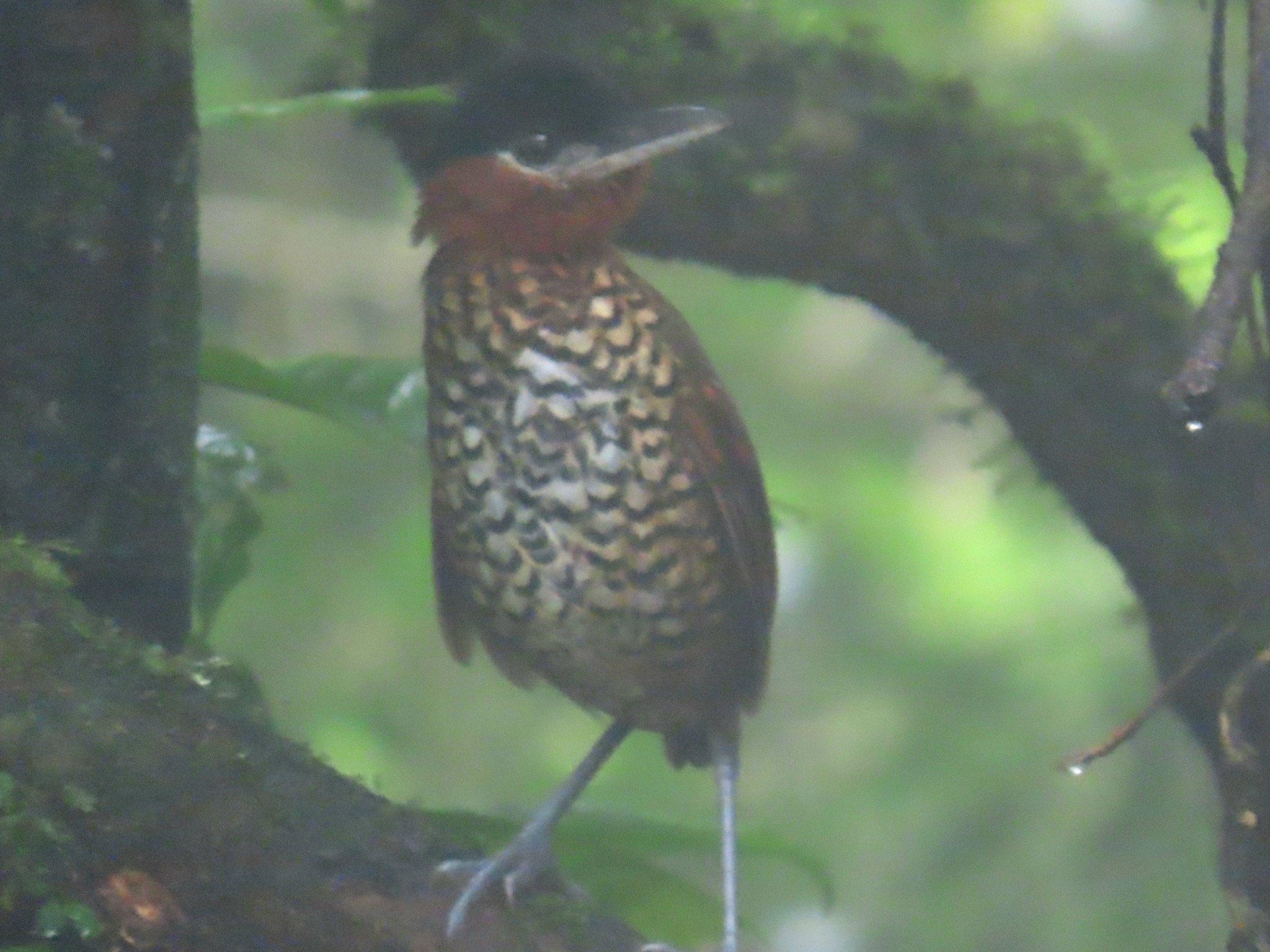 Black-crowned Antpitta (Pittasoma michleri), photo 3