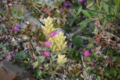Castilleja hyperborea