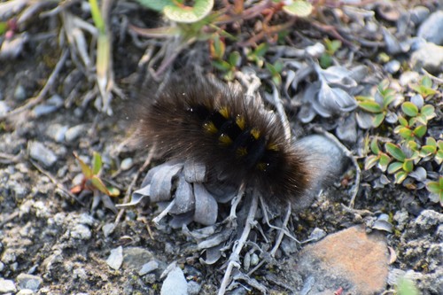 Arctic Woolly Bear Moth