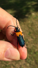 Desmocerus palliatus