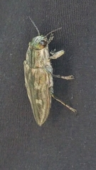 Chalcophora mariana massiliensis