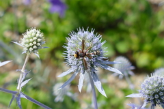 Physocephala chrysorrhoea