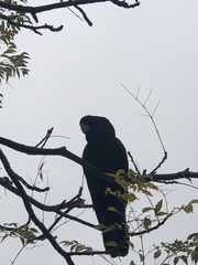 Calyptorhynchus banksii