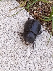 Pentodon bidens punctatus
