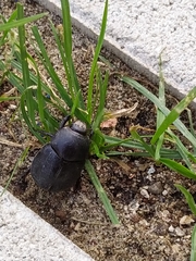 Pentodon bidens punctatus