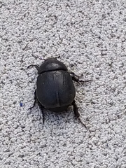 Pentodon bidens punctatus