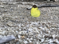 Eurema andersoni