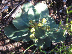 Euphorbia ecklonii