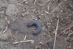 Proserpinus flavofasciata