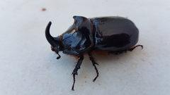 Oryctes nasicornis ameliae