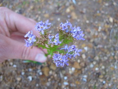 Pseudoselago verbenacea