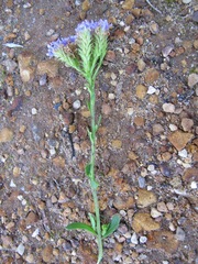 Pseudoselago verbenacea