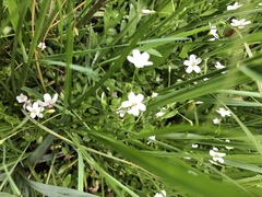 Moehringia lateriflora