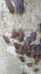 Kalidasa nigromaculata