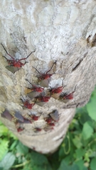 Kalidasa nigromaculata