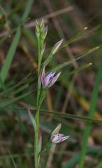 Thelymitra hiemalis