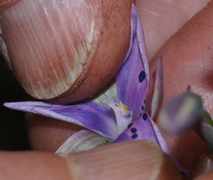 Thelymitra hiemalis