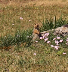Spermophilus major